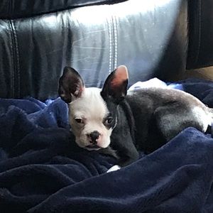 Meet your Posher, Carrie